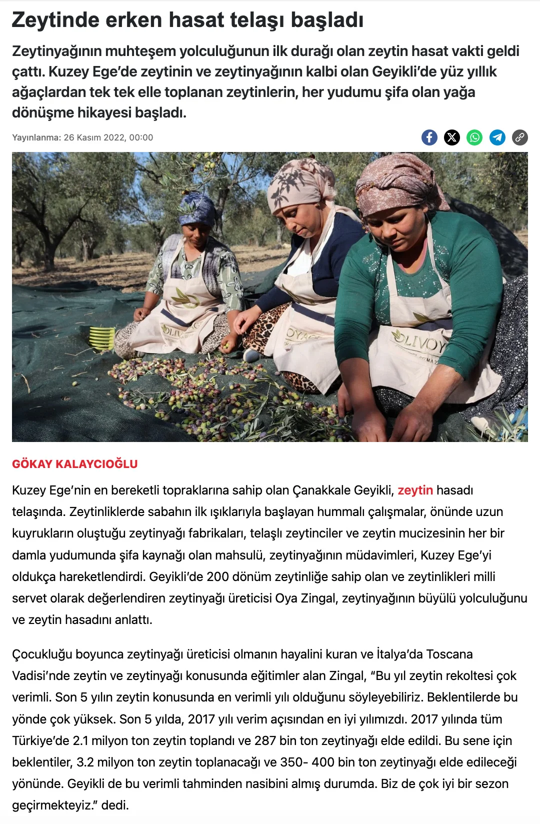 Zeytinde erken hasat telaşı başladı - Aydınlık
